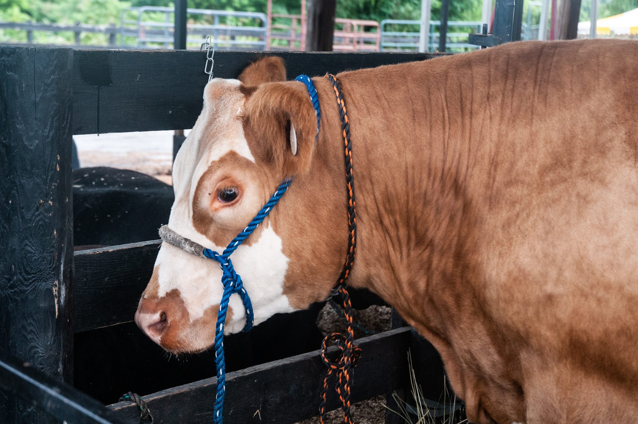 LoCoFair_EAJ_20180723_2641
